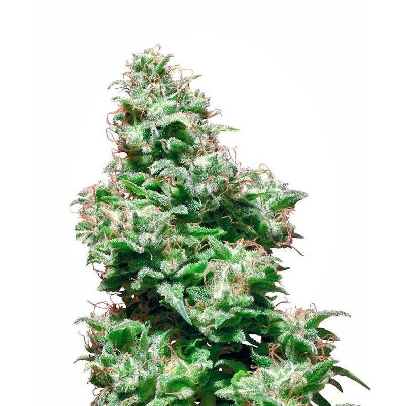 Kali Haze Regular de Sensi White Label