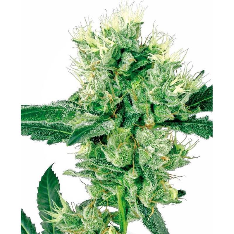 White Haze Regular White Haze Regular