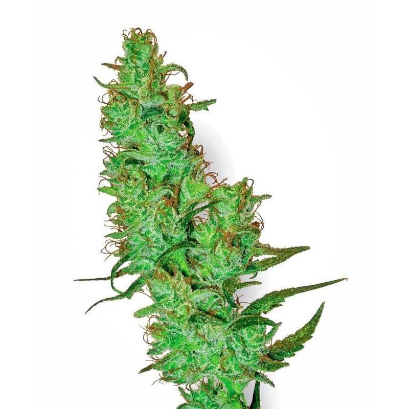 Jack Herer Regular de Sensi White Label