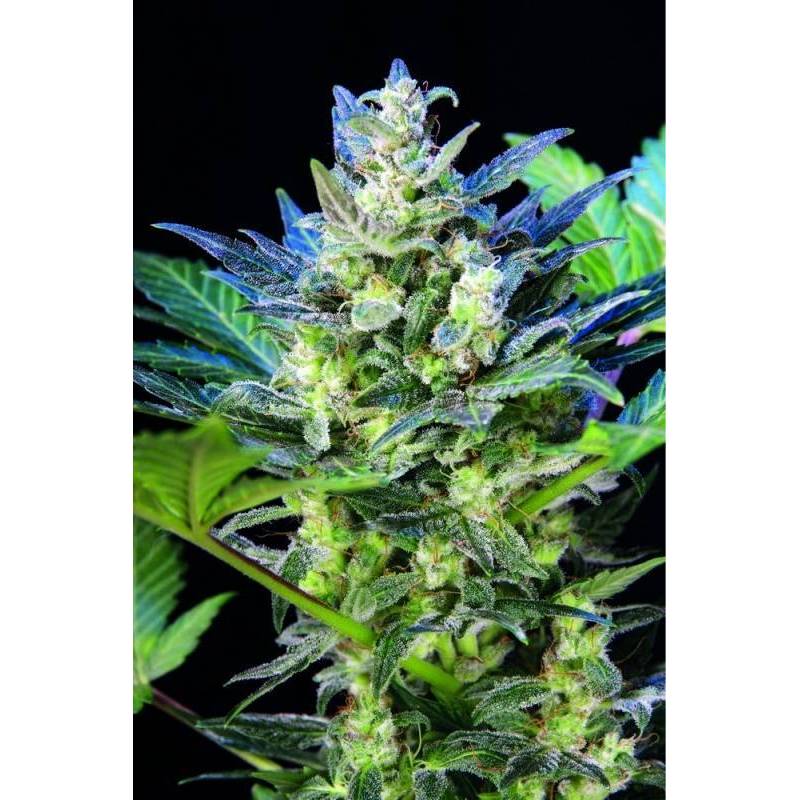 Diesel Ryder Feminizada de Seedsman