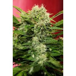 Chronic Ryder Feminizada de Seedsman