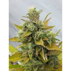 Easy Ryder Feminizada de Seedsman