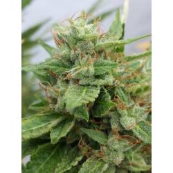 Ogre Feminizada de Seedsman