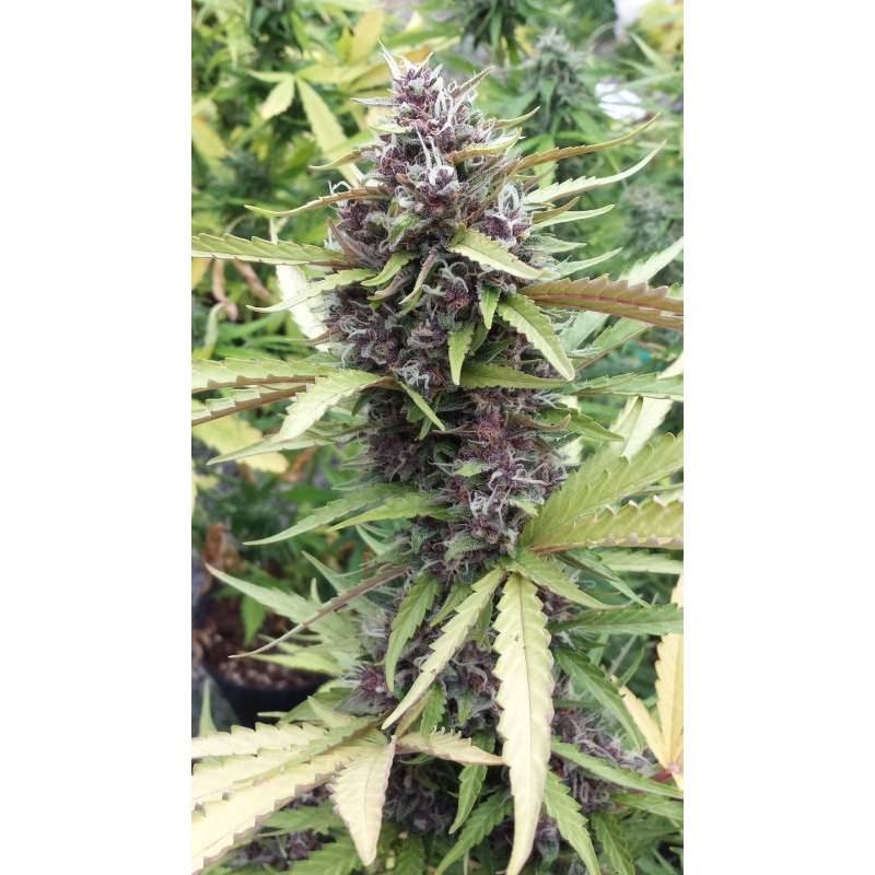 Purple Ryder Feminizada de Seedsman