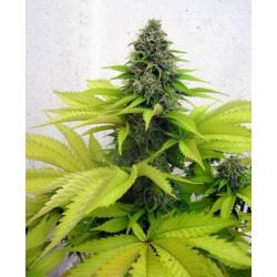 Somango Feminizada de Seedsman