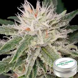 Amnesia Feminizada Profit Seeds de Profit Seeds