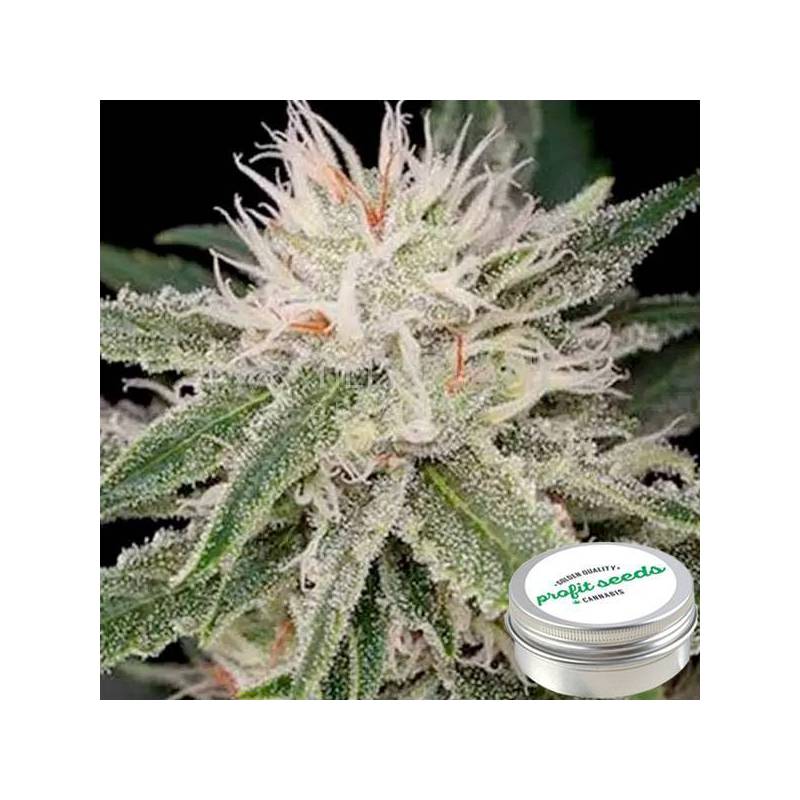 Amnesia Feminizada Profit Seeds de Profit Seeds