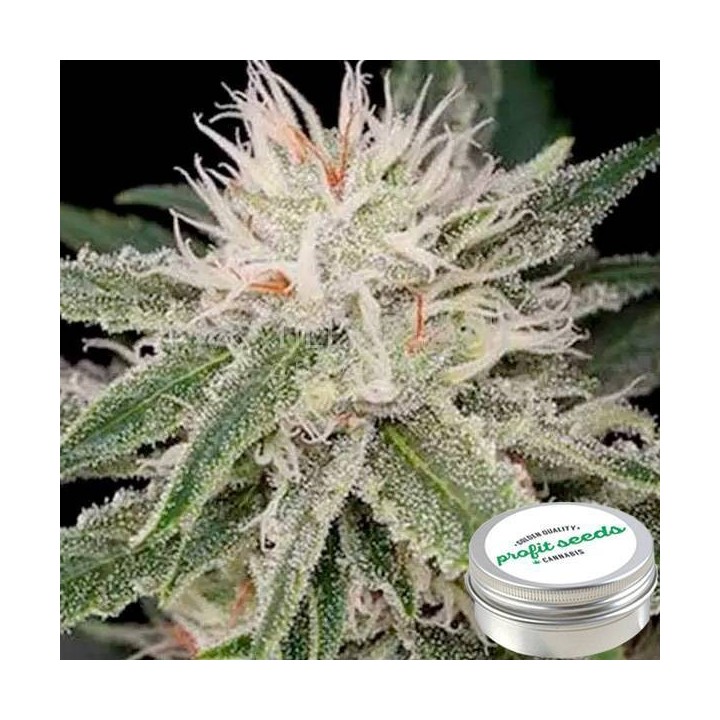Amnesia Feminizada Profit Seeds de Profit Seeds