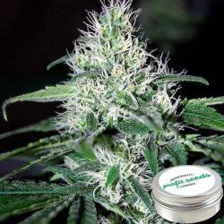 Critical Widow Feminizada