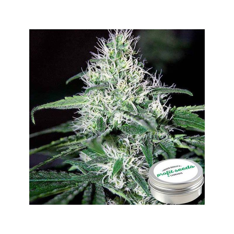 Critical Widow Feminizada Profit Seeds de Profit Seeds