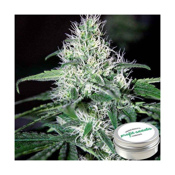 Critical Widow Feminizada Profit Seeds de Profit Seeds