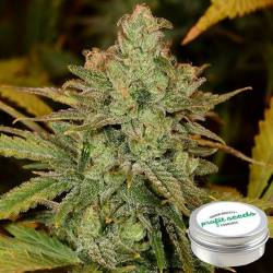 Cheese Feminizada Profit Seeds