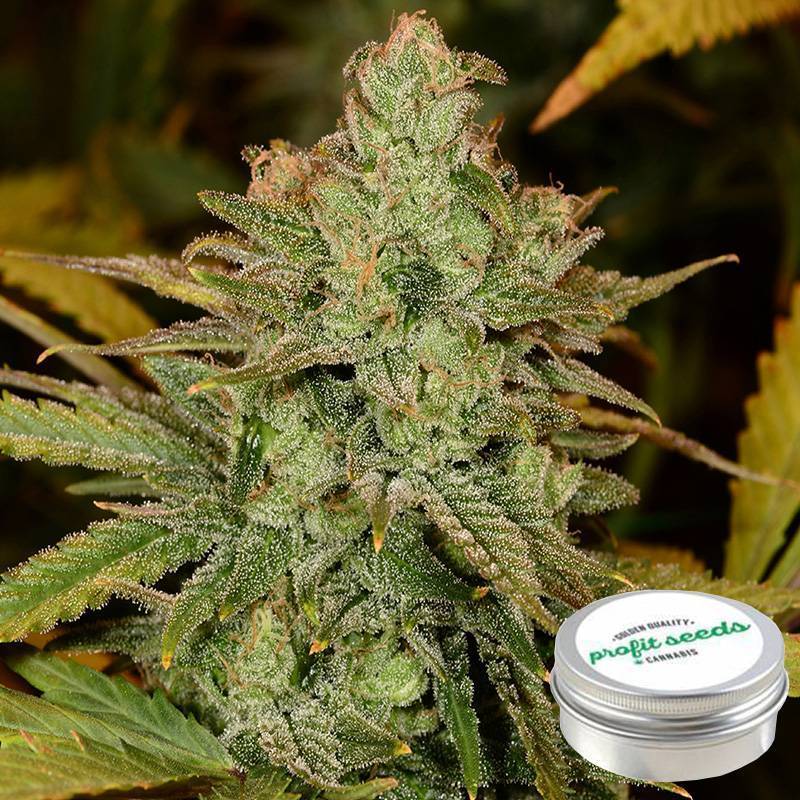 Cheese Feminizada Profit Seeds de Profit Seeds