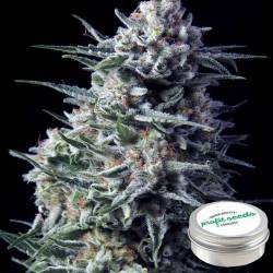 Black Domina Feminizada Profit Seeds de Profit Seeds