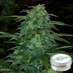 AK-47 Feminizada Profit Seeds de Profit Seeds