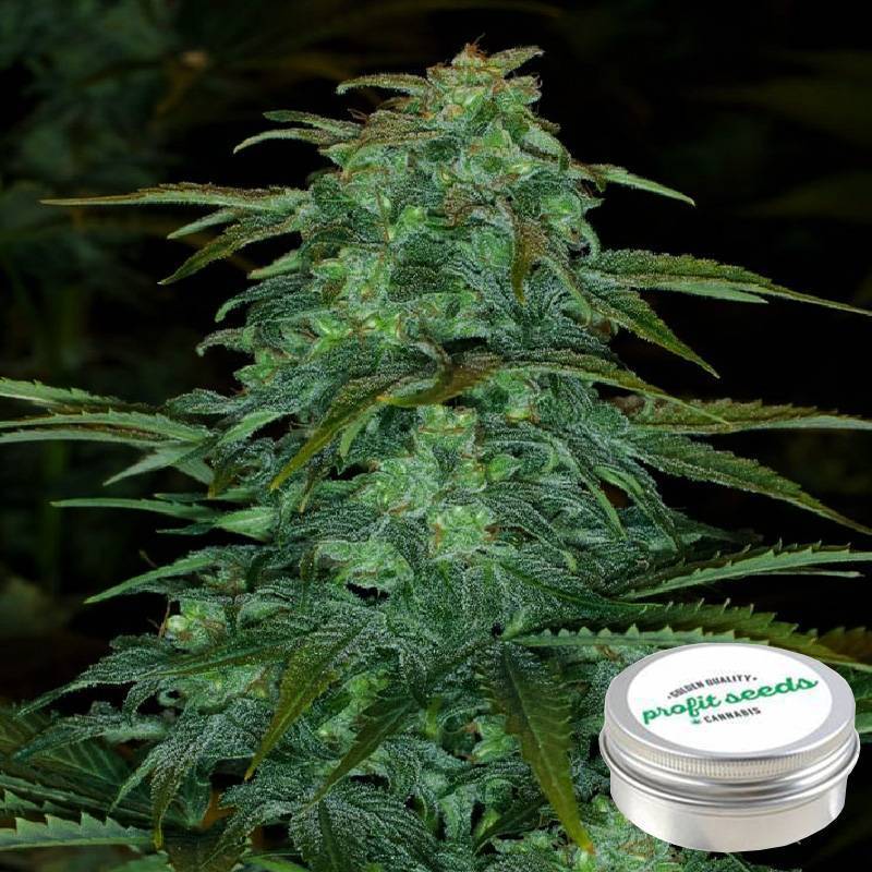 AK-47 Feminizada Profit Seeds de Profit Seeds