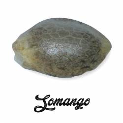 Somango Feminizada (a granel) - OS de Genericos MP