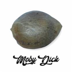 Moby Dick Feminizada (a granel) - OS de Genericos MP
