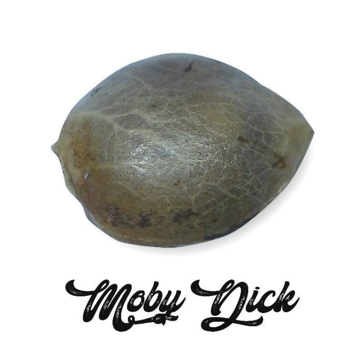 Moby Dick Feminizada (a granel) - OS de Genericos MP