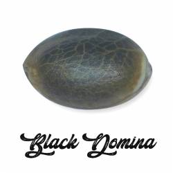 Black Domina Feminizada - OS ( granel) de Genericos MP