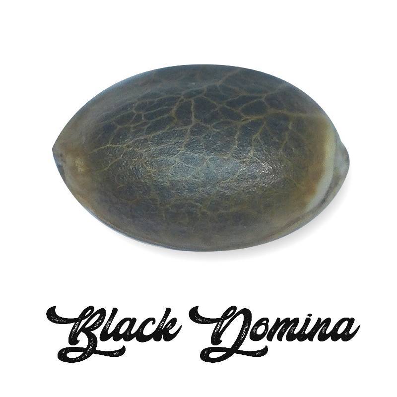 Black Domina Feminizada (a granel)