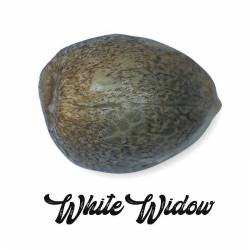 White Widow Feminizada (a granel) - OS de Genericos MP
