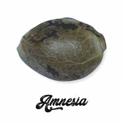 Amnesia Feminizada (a granel) - OS de Genericos MP