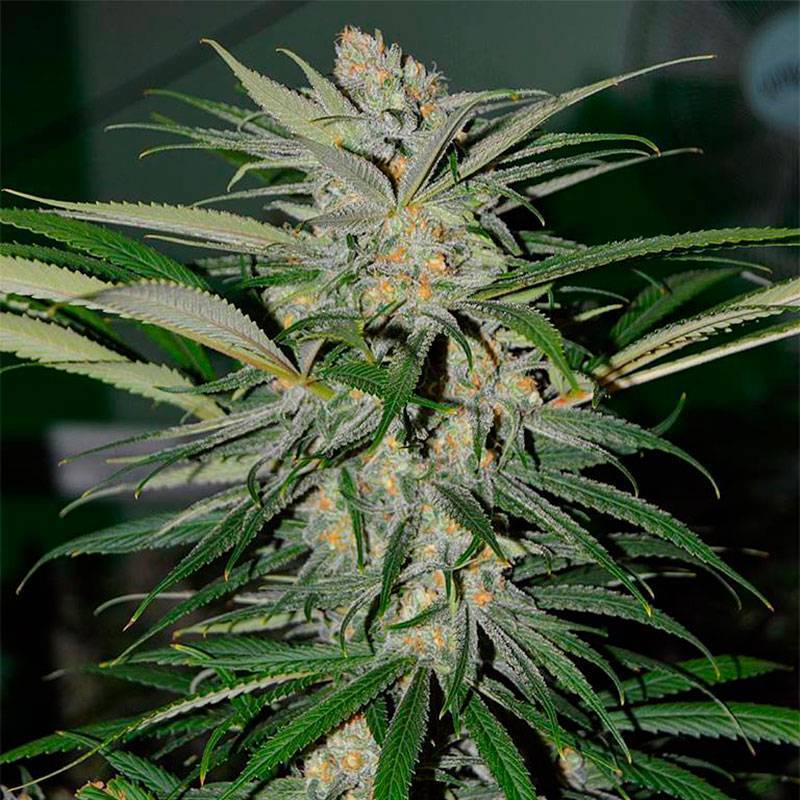 Moby Dick Feminizada (a granel) - OS de Genericos MP