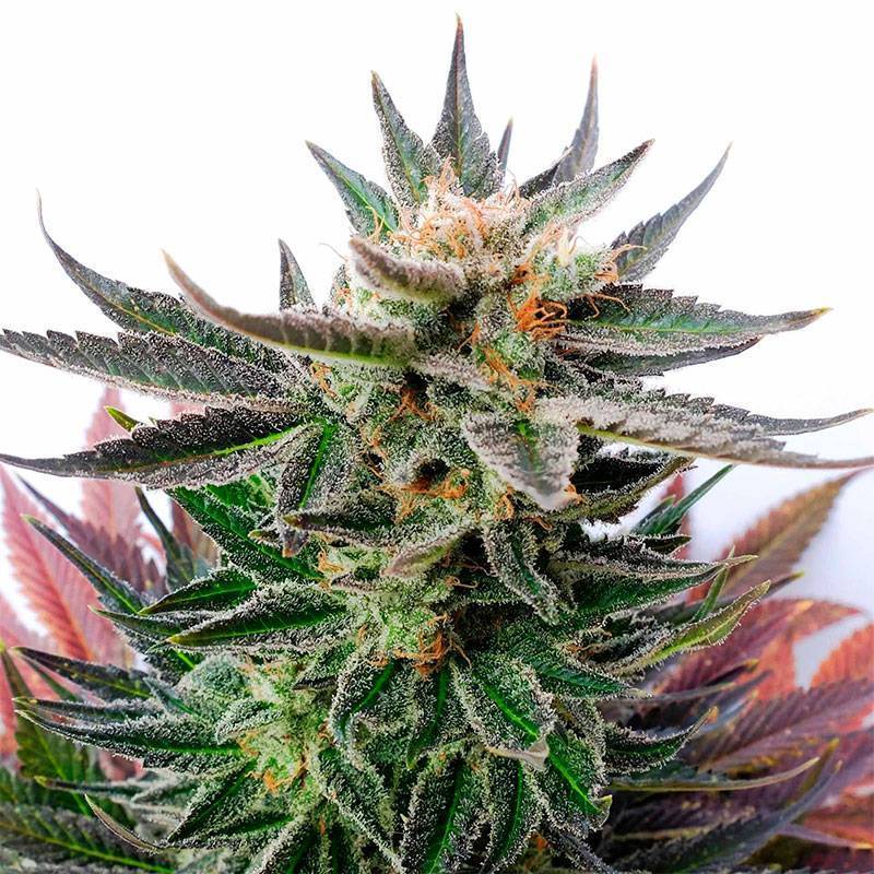 Sativa Dream Feminizada a Granel de Genericos MP