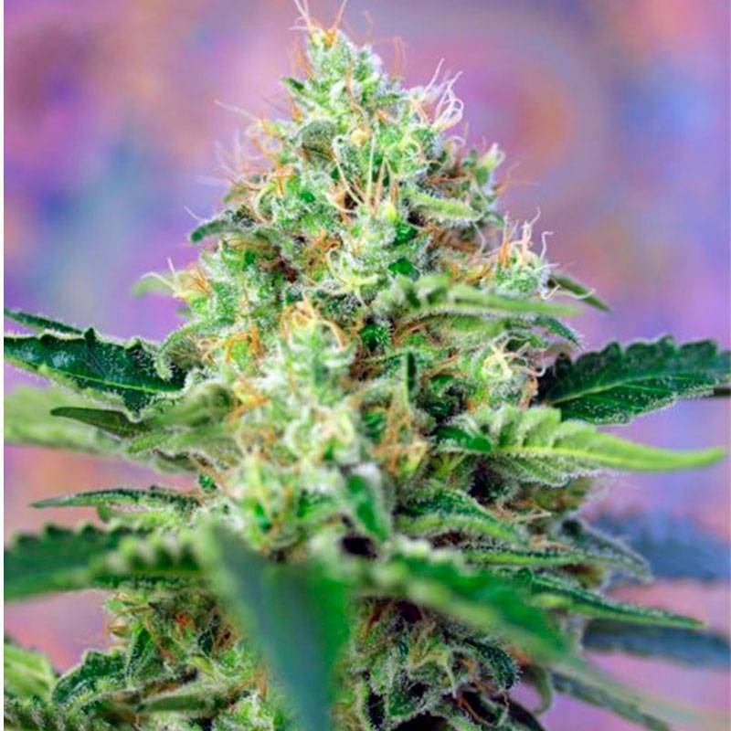 Crystal Candy Feminizada de Sweet Seeds