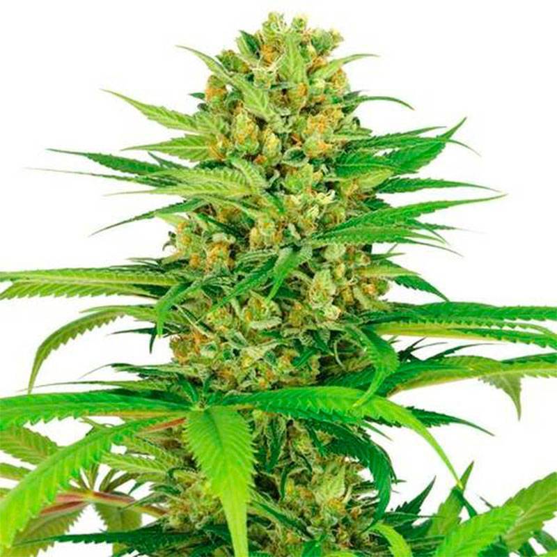 Critical XXX feminizada (a granel) - OS de Genericos MP Critical XXX feminizada (a granel) - OS de Genericos MP