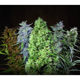 ACE Mix Regular de Ace Seeds