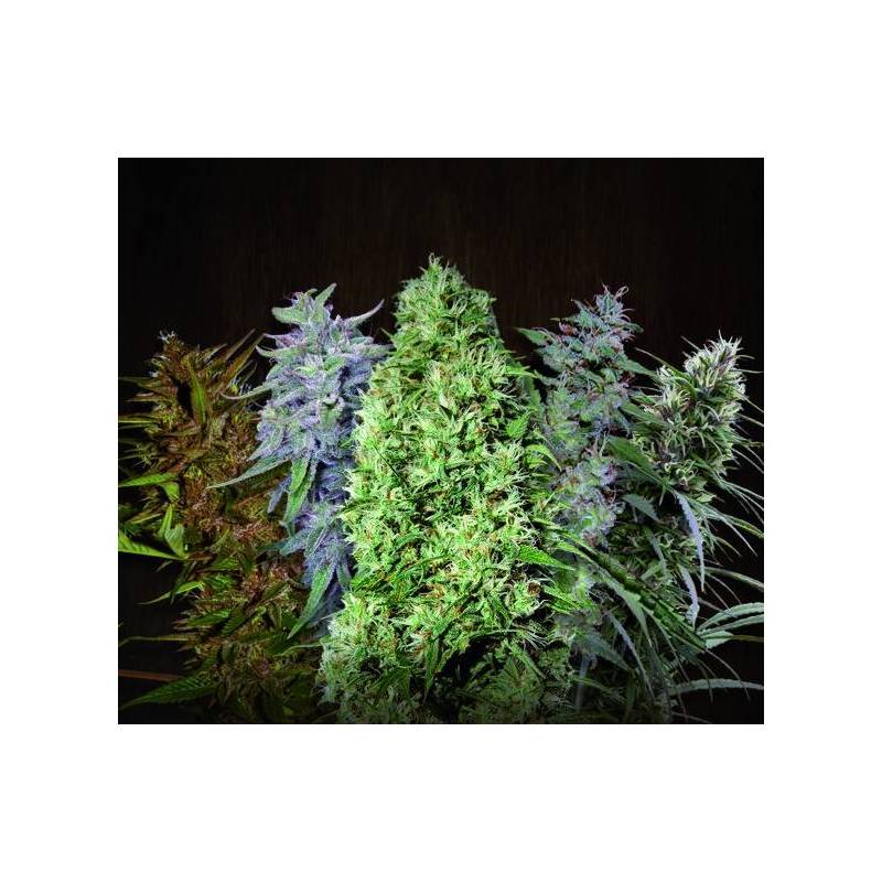 ACE Mix Regular de Ace Seeds