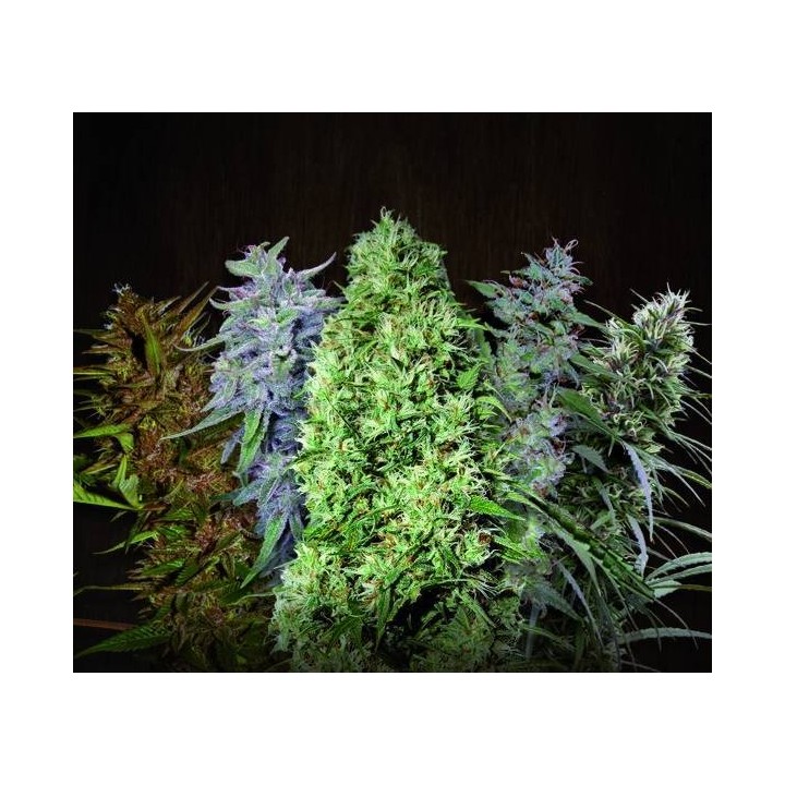ACE Mix Regular de Ace Seeds