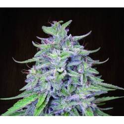 Bangi Haze Regular de Ace Seeds