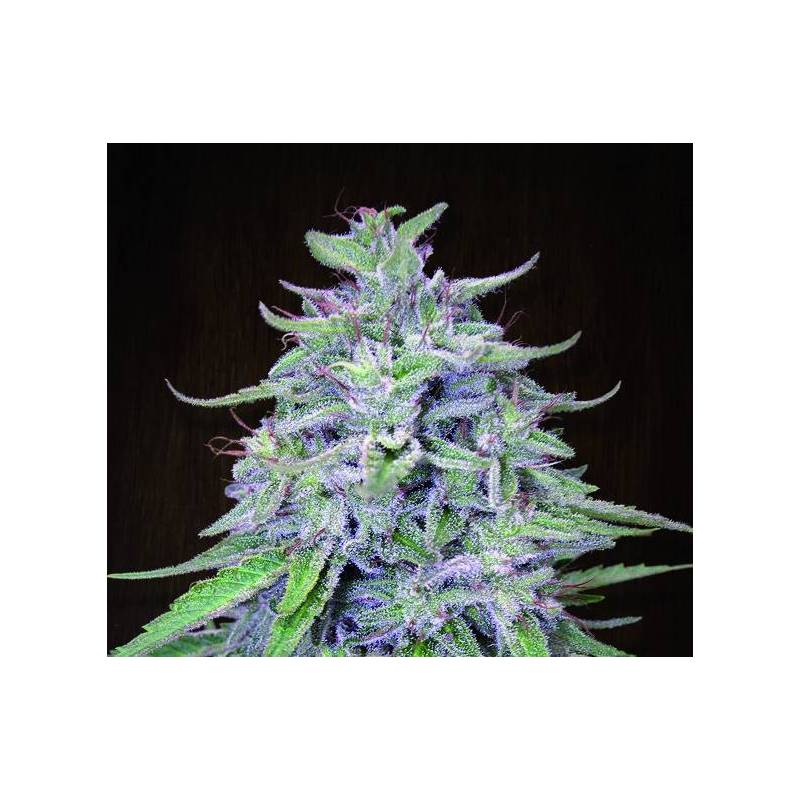 Bangi Haze Regular de Ace Seeds