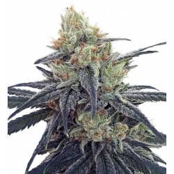 CBD 1 Feminizadas de Ace Seeds
