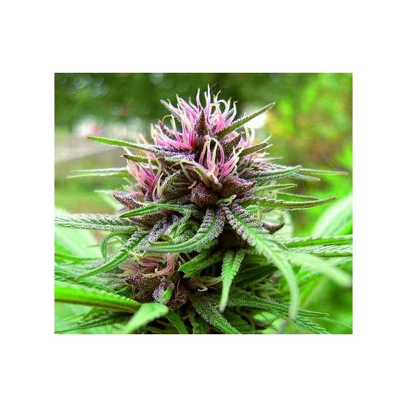 ErdPurt Regular de Ace Seeds