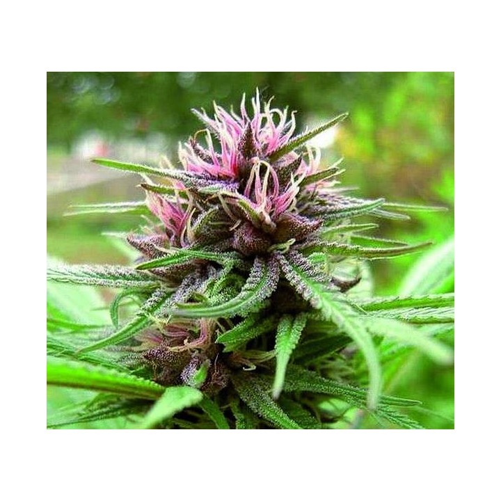 ErdPurt Regular de Ace Seeds