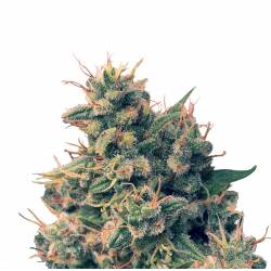 Guawi Regular de Ace Seeds