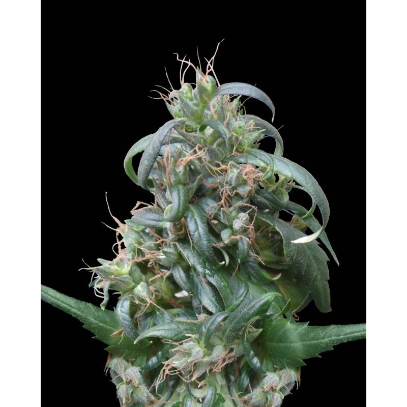 Hokkaido Japan Hemp Regular de Ace Seeds