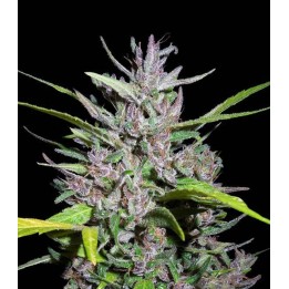 Honduras x Panama Regular de Ace Seeds