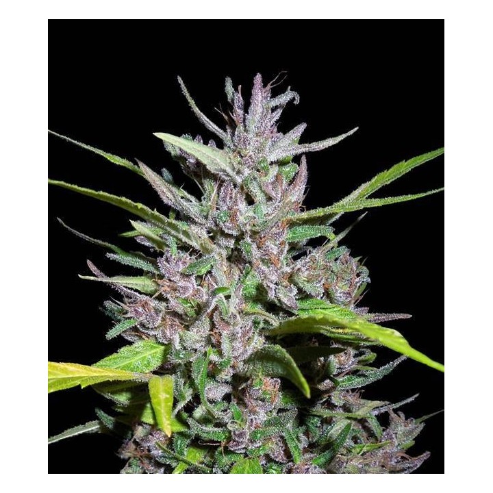 Honduras x Panama Regular de Ace Seeds