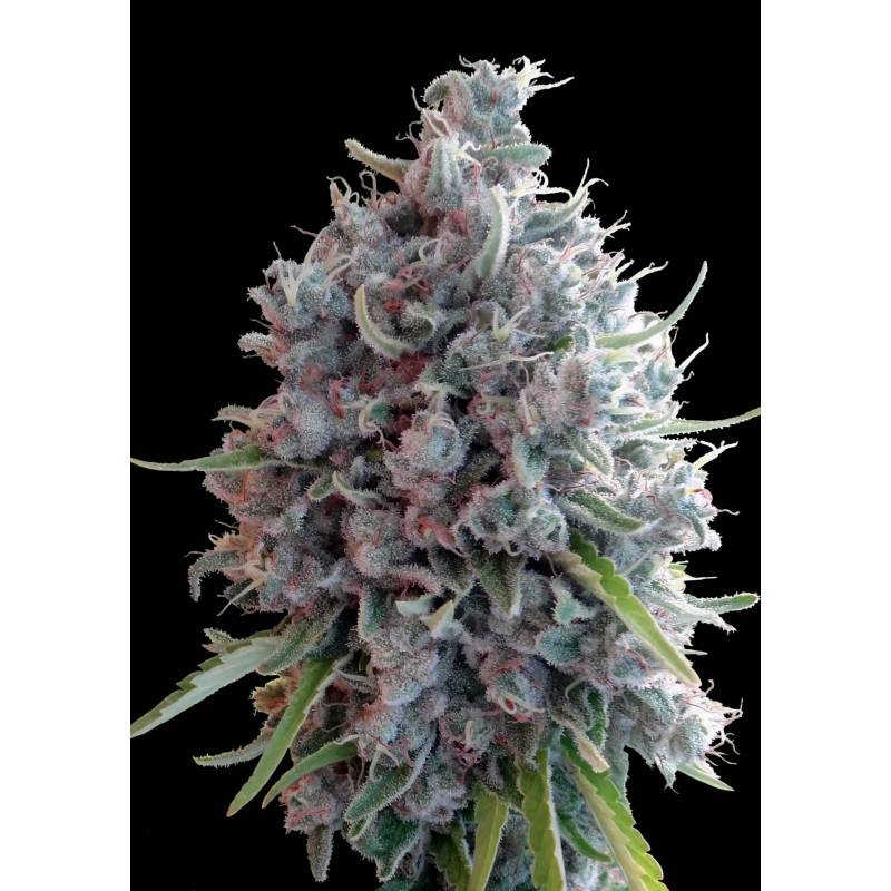 Killer A5 Haze Feminizada de Ace Seeds