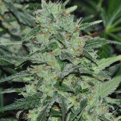 Malawi Regular de Ace Seeds