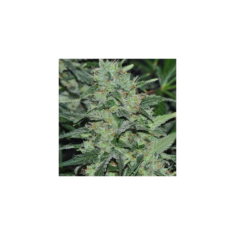 Malawi Regular de Ace Seeds