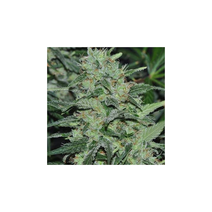 Malawi Regular de Ace Seeds