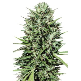 Marruecos Beldia Kif Regular de Ace Seeds