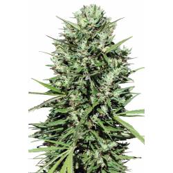 Marruecos Beldia Kif Feminizada de Ace Seeds