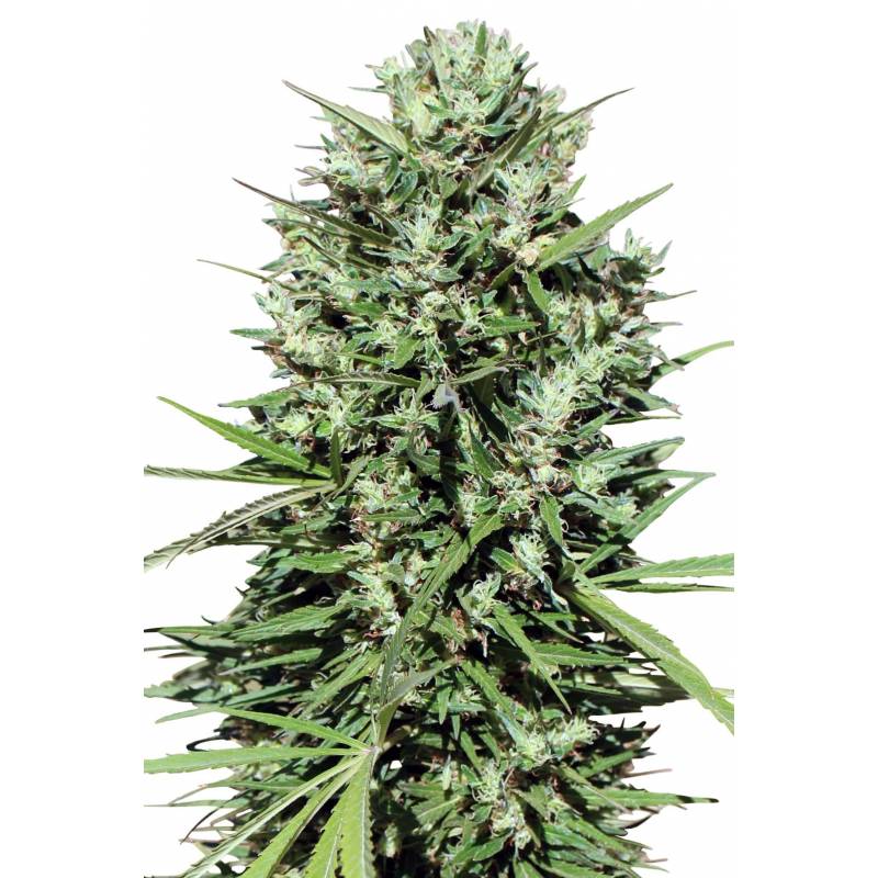 Marruecos Beldia Kif Feminizada de Ace Seeds Marruecos Beldia Kif Feminizada de Ace Seeds